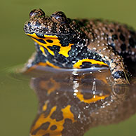 Yellow-bellied Toad (Bombina variegata) in pool, Europe