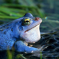 Moor frog (Rana arvalis) male among frogspawn during breeding season in swamp, Germany