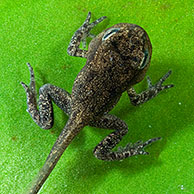 Common Frog (Rana temporaria) tadpole with limbs well developed but tail not started to be reabsorbed, Belgium