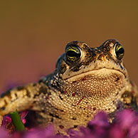 Natterjack toad (Bufo calamita), Belgium