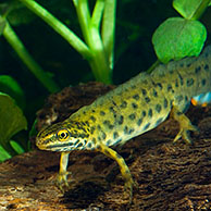 Smooth newt (Lissotriton vulgaris / Triturus vulgaris), Belgium