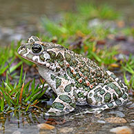 European Green Toad (Bufo viridis / Pseudepidalea virdis), Austria