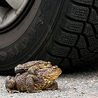 Common Toad / European Toad (Bufo bufo) pair in front of car tire migrating in amplexus on road to breeding pond in spring, Germany