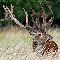 Red deer stag (Cervus elaphus) with antlers covered in velvet in summer, Denmark