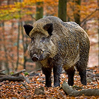 Wild boar (Sus scrofa) in autumn forest in the Belgian Ardennes, Belgium