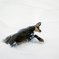 Chamois (Rupicapra rupicapra) female walking in deep snow in winter, Gran Paradiso National Park, Italian Alps, Italy