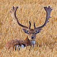 Fallow deer (Dama dama) bucks with antlers covered in velvet in wheat field in summer
