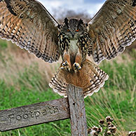 Eagle owl (Bubo bubo) landing with wings spread on perch in meadow, England, UK