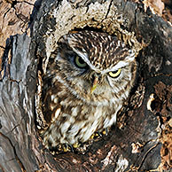 Little owl (Athene noctua) at nest hole in tree, England, UK