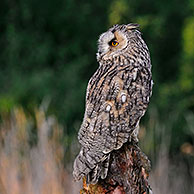 Long-eared owl (Asio otus) perched along field in England, UK