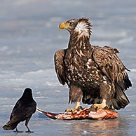 White-tailed Eagle / Sea Eagle / Erne (Haliaeetus albicilla) eating fish and Carrion Crow (Corvus corone) on frozen lake in winter, Germany