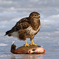 Carrion crow (Corvus corone) mobbing Common buzzard (Buteo buteo) feeding on fish on frozen lake in winter, Germany