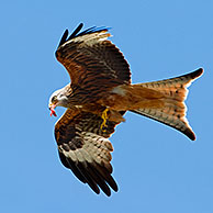 Red Kite (Milvus milvus) in flight carrying meat in beak, UK