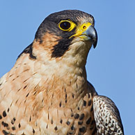 Peregrine Falcon (Falco peregrinus) in flight