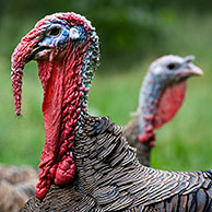 Male domestic turkey with females (Meleagris gallopavo) at farm