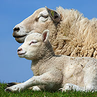 Domestic sheep (Ovis aries) white ewe with lamb, Germany