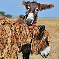 Poitou donkey / Poitevin donkeys / baudet de Poitou with shaggy coat in field on the island Ile de Ré, Charente-Maritime, France