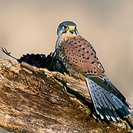 Kestrel (Falco tinnunculus) eating blackbird (Turdus merula), Belgium