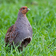 Grey Partridge (Perdix perdix) cock in meadow, Germany