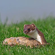 European Stoat / Ermine (Mustela erminea) with killed European Ground Squirrel (Citellus citellus), Austria