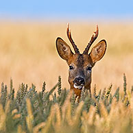 Roe deer (Capreolus capreolus) fleeing female running and jumping through cornfield, Germany