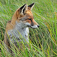 Red fox (Vulpes vulpes) sitting in high grass in meadow, the Netherlands
