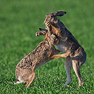 European Brown Hares (Lepus europaeus) boxing / fighting in field during the mating season, Germany