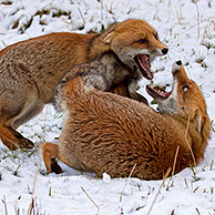 Two Red foxes (Vulpes vulpes) fighting in the snow in winter, Italy