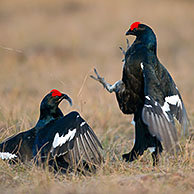 Black grouse (Lyrurus tetrix / Tetrao tetrix) two cocks fighting at lek, Dalarna, Sweden