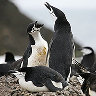 Chinstrap penguin (Pygoscelis antarcticus) and Gentoo Penguin (Pygoscelis papua) fighting in the snow, Yankee Harbour, South Shetland Islands, Antarctica