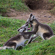Arctic fox (Vulpes lagopus / Alopex lagopus) cubs play fighting at den on the tundra in summer, Lapland, Sweden