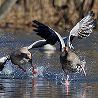 Greylag goose / graylag goose (Anser anser) chasing competitor away from lake, Germany