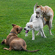 Young dogs (Canis lupus familiaris) playing in garden