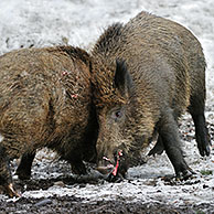 Two aggressive wild boars (Sus scrofa) in the snow in winter fighting vigorously by slashing each other with their tusks, Bavarian Forest National Park, Germany