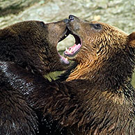 European brown bears (Ursus arctos) fighting in pond