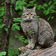 Wild cat (Felis silvestris) sitting on fallen tree trunk in woodland, Bavarian Forest, Germany