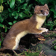 Stoat / ermine / short-tailed weasel (Mustela erminea) hunting in forest at night, Belgium