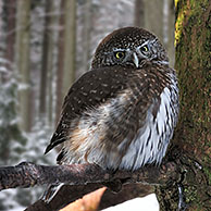 Eurasian Pygmy Owl (Glaucidium passerinum) perched in tree in the snow in winter, Bavarian Forest National Park, Germany