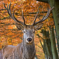 Red deer (Cervus elaphus) stag close-up in autumn forest
