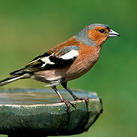 Male Chaffinch (Fringilla coelebs) at birdbath in garden, Belgium
