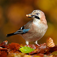 Euarasian Jay (Garrulus glandarius), foraging amongst autumn leaves, Netherlands.
For sale only in Belgium and Germany