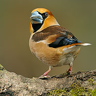 Hawfinch (Coccothraustes coccothraustes), male, close-up on branch, Netherlands.
For sale only in Belgium and Germany
