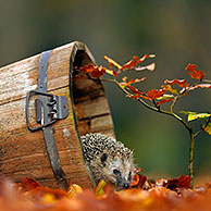European Hedgehog (Erinaceus europaeus), emerging from wooden bucket amongst autumn leaves in garden, Netherlands.
For sale only in Belgium and Germany