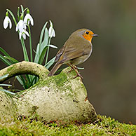 Robin (Erithacus rubecula) amongst snow drops (Galanthus nivalis) in garden, Netherlands.
For sale only in Belgium and Germany