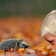 Little boy looking at European Hedgehog (Erinaceus europaeus) in autumn forest, Netherlands.
For sale only in Belgium and Germany