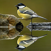 Great tit (Parus major) comes drinking water from garden pool, Veluwe, Netherlands.
For sale only in Belgium and Germany