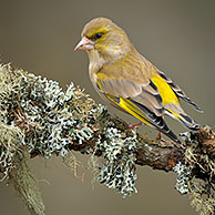 Greenfinch (Carduelis chloris) male perched on lichen covered branch, Netherlands.
For sale only in Belgium and Germany