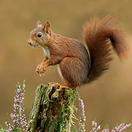 Red Squirrel (Sciurus vulgaris), foraging amongst heather in autumn, Netherlands.
For sale only in Belgium and Germany