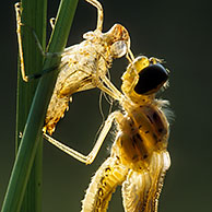 Newly emerged dragonfly from nymph case, Belgium