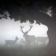 Red deer (Cervus elaphus) stag with hinds in the mist during the rut, Denmark